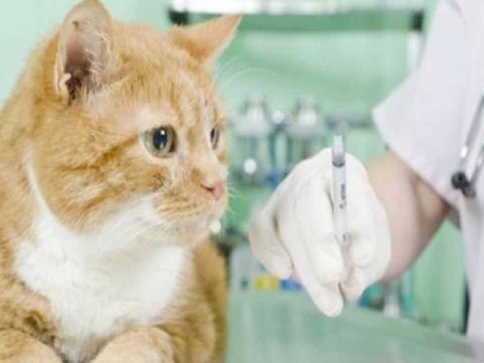 În perioada 14-17 MAI 2018 începe campania GRATUITĂ de sterilizare şi vaccinare antirabică a animalelor de companie.